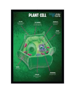 Cells Structures Posters - Pack of 3