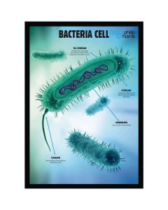Bacterial Cell Structure Poster