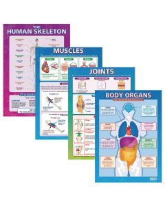 Laminated Body Parts Posters - Pack of 4