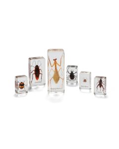 Mini Beasts - Insects And Spiders