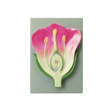 Typical Flower Model