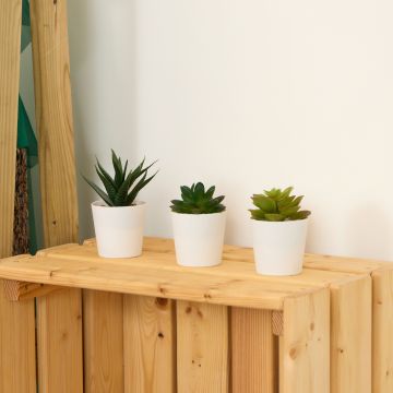 Artificial Succulents - Pack of 3