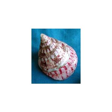 2 x Scallop Shells