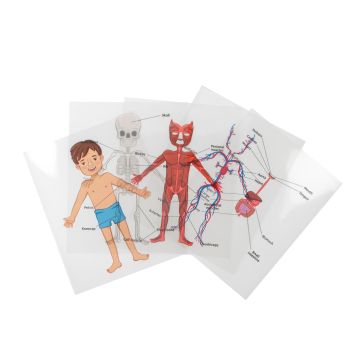 Body Systems Sheets