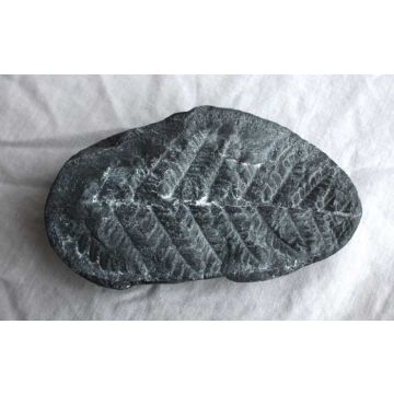 Fern Fossil Cast