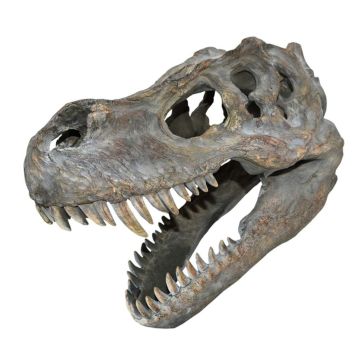 Replica Tyrannosaurus Rex Skull Medium - 37cm Long