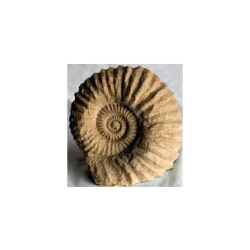 X-Large Reproduction Ammonite