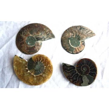 Polished Ammonite