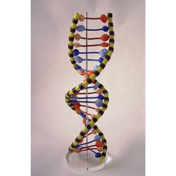 Nucleic Acid Biobits- Pre-Built DNA Helix - 24 Layers