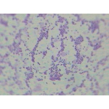 Prepared Microscope Slide - Escherichia coli W.M.