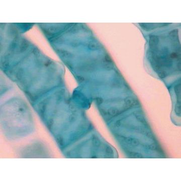 Chlamydomonas W.M. Vegetative Stages