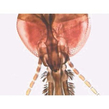 Mosquito (Anopheles) W.M. Female Adult Mouthparts