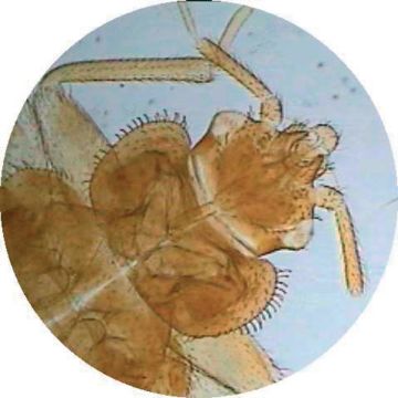 Bed Bug (Cimex lectarius) W.M.