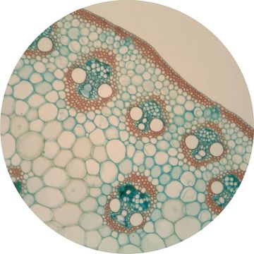 Maize (Zea) T.S. and L.S. Stem
