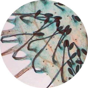 Prepared Microscope Slide - Water Lily (Nymphaea) - Leaf T.S.