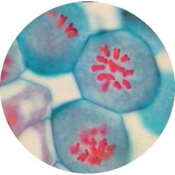 Prepared Microscope Slide - Lily (Lilium Regale) - Anthers T.S. - Metaphase
