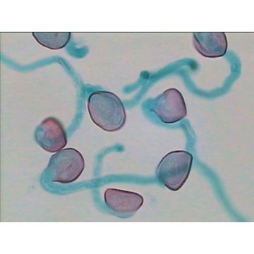 Prepared Microscope Slide - Shepherd's Purse (Capsella) - Ovule L.S. 