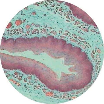 Small Intestine L.S.
