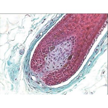 Human Skin Sec.