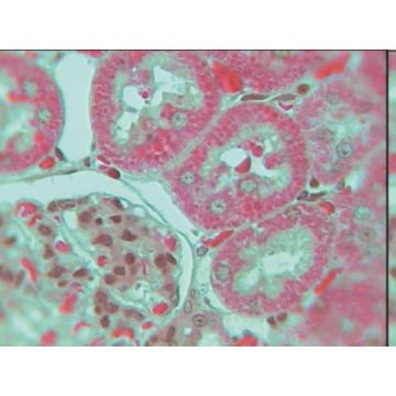 Mitochondria in Small Intestine Liver or Kidney
