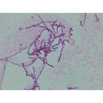 Prokaryotes Slide Set