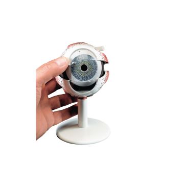 Human Eye Model