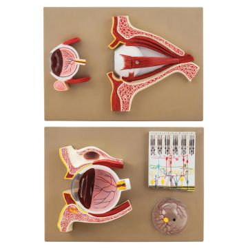 Model Human Eye Model - 5 Sections