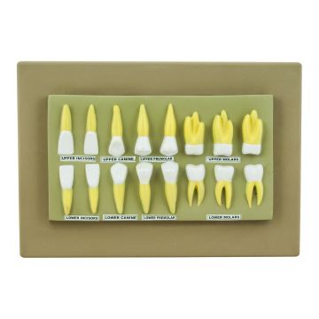 Human Teeth Display Model - 16 Teeth