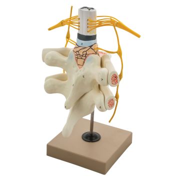 Spinal Cord and Nerves Model