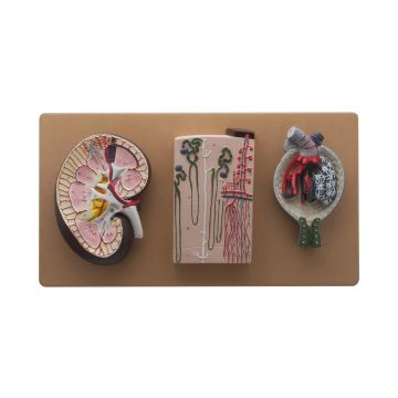 Kidney Section Nephrons Blood Vessels Model