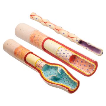Anatomy of Artery Vein and Capillary