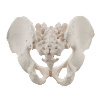 Male Pelvis Model