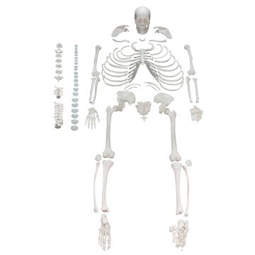 Disarticulated Human Skeleton - Life Size