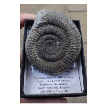 Large Ammonite