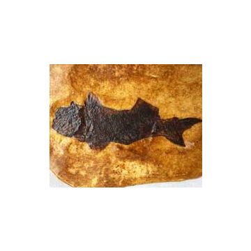 Large Fish Fossil Cast