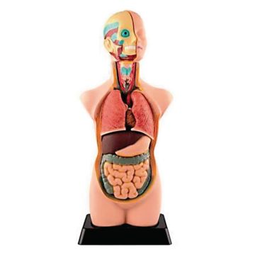 Human Torso Model 11 Parts