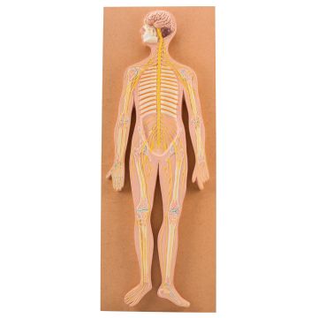 Nervous System Model