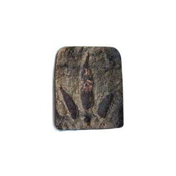 Dinosaur Footprint