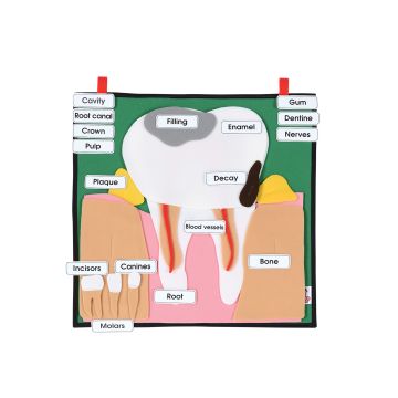 Big Tooth - Interactive Display