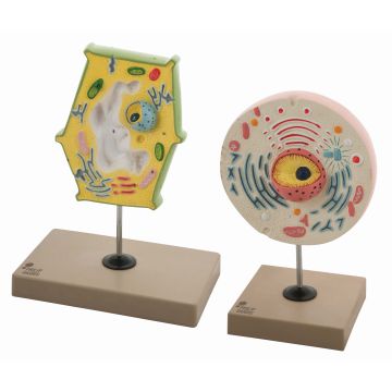 Model Plant and Animal Cell Comparison