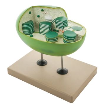 Chloroplast