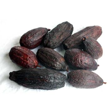 Cocoa Pods x 2
