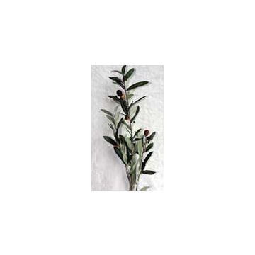 Cotton Branch