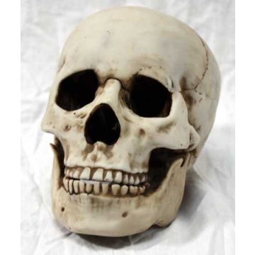 Resin Skull