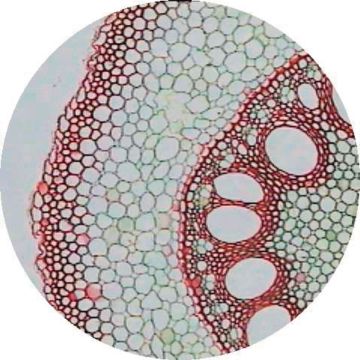 Prepared Microscope Slide - Rice - Root T.S. 