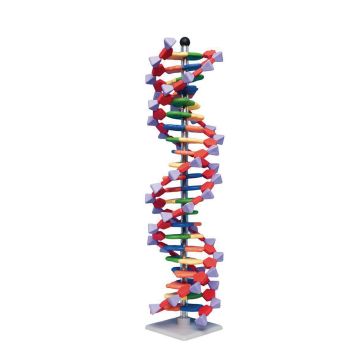 Mini DNA 22 Layer Molecular Model Kit