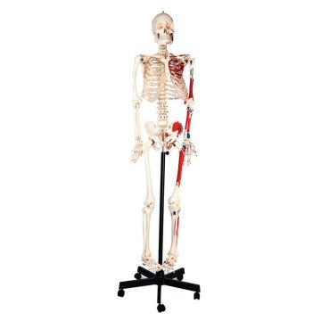 Human Muscular Skeleton with Stand