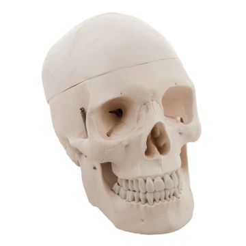 Human Skull 3 Part
