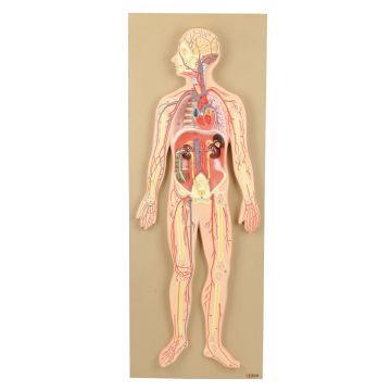 Circulatory System Model