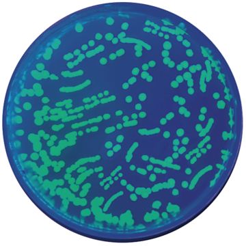 Transformation of E.coli Green Kit